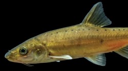 Absurdalna ryba