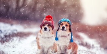 Jak przygotować psa do zimy?