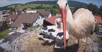 Bocian Bukacek powrócił z Afryki