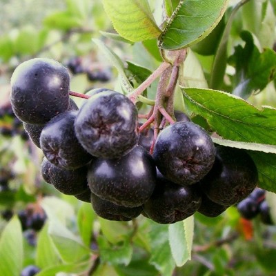 Aronia