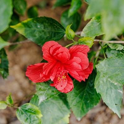 Hibiskus