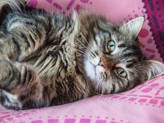 Czy koty mają przyjaciół?