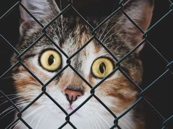 Przestańmy znosić dary do schronisk