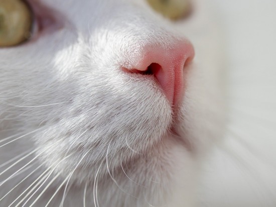 Miauczenie – język stworzony dla człowieka