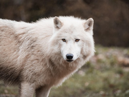 Wilkorów nie będzie