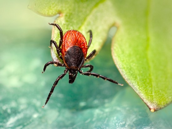 Leki przeciwpasożytnicze ze sklepu czy od weta?