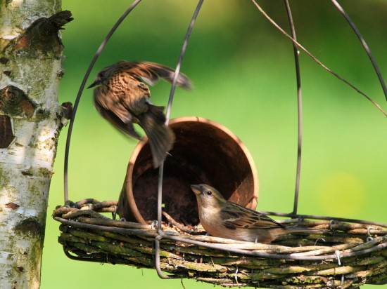 Dobrostan zwierząt i wojna w komentarzach