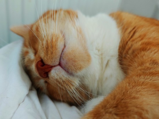 Skąd  się biorą rude koty