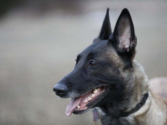 Tragedia w radiowozie