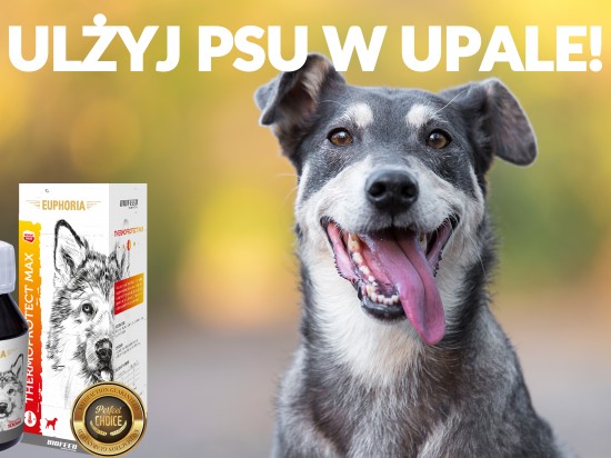 Ulżyj psu w upale - BF ThermoProtect Max