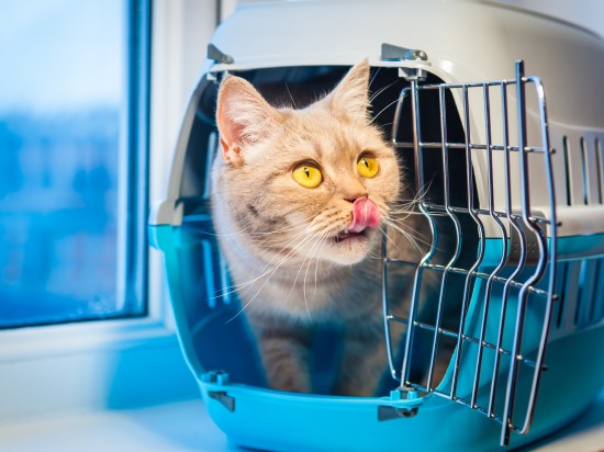 Karma Applaws niebezpieczna  dla kotów!