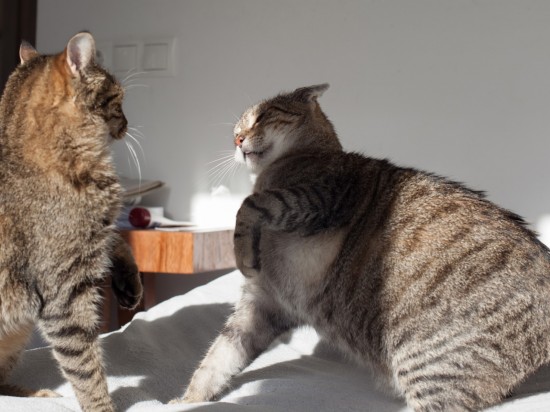 Jak rozdzielić walczące koty