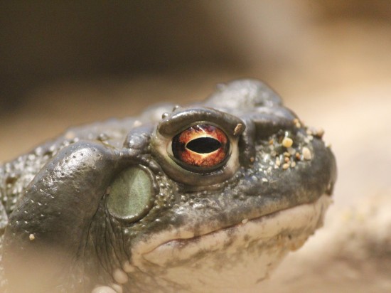 Nielegalny handel kwitnie