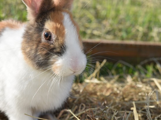 Szczepienia u królików