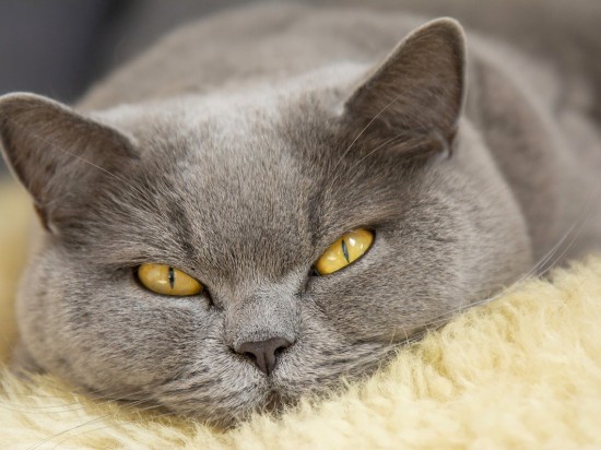 Tajemnica komunikacji z kotem