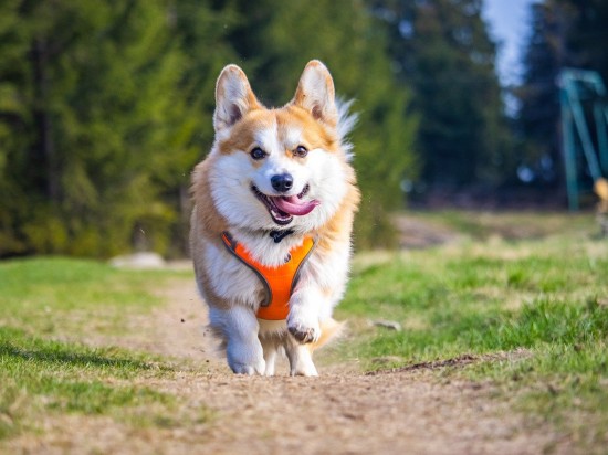 Kiedy do zoopsychologa? <i class='mr-2 float-end fas fa-volume-up'></i>