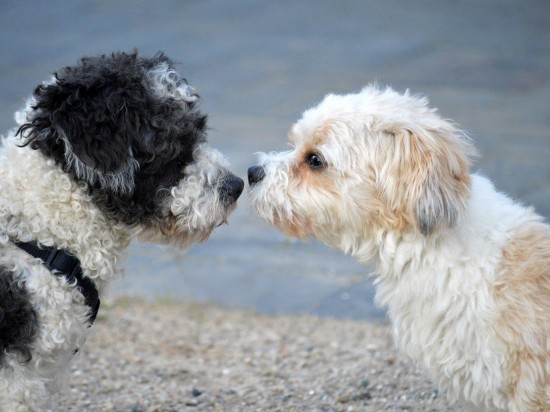 Niech się pieski zapoznają <i class='mr-2 float-end fas fa-volume-up'></i>