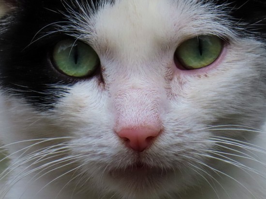 Niewidzialna władza pasożytów