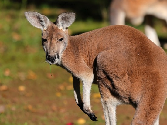 Ewolucja wskazuje na inność, nie prymitywność