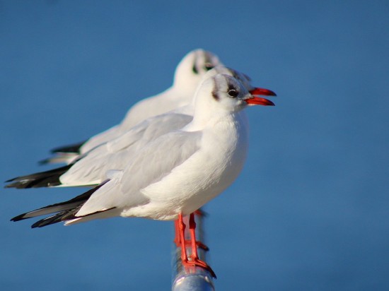 Inteligentne złodziejki znad morza
