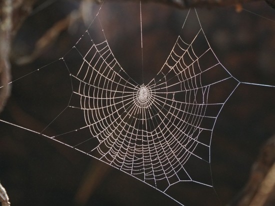 Pająki, jedwab i tajemnica