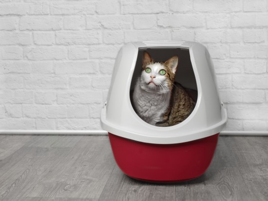 Kuweta kryta czy odkryta?