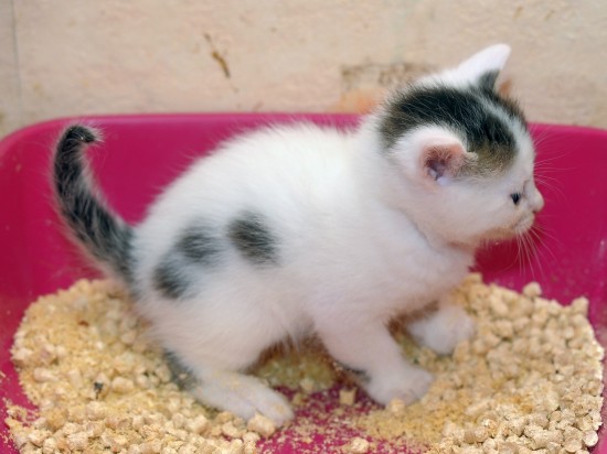 Żwirki kukurydziane