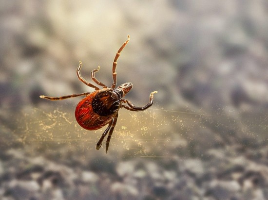 Nowa klasa chemikaliów przeciwko pasożytom