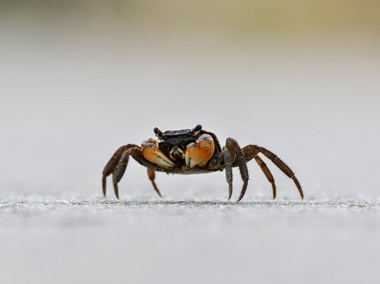 Krabia historia ewolucji