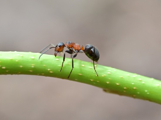 Pasożyt wydłuża życie mrówki