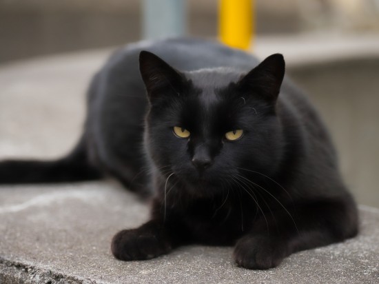 Psie preparaty zabójcze dla kotów <i class='mr-2 float-end fas fa-volume-up'></i>