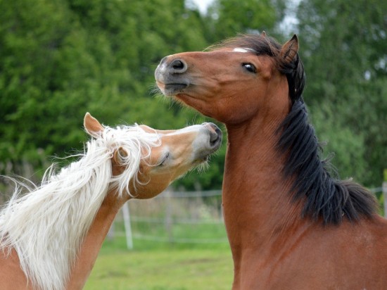 Czy konie miały palce?