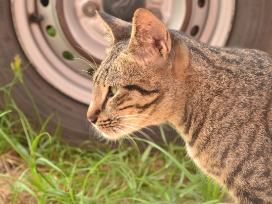 Trujące płyny chłodnicze