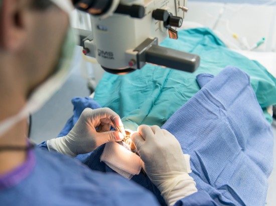 Choroby nerek u kotów