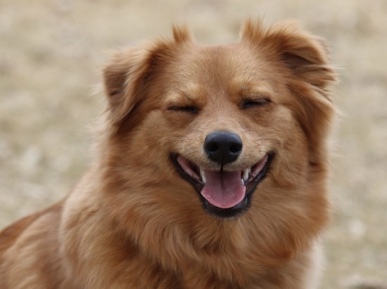 Czyszczenie zębów - u weterynarza czy u groomera?