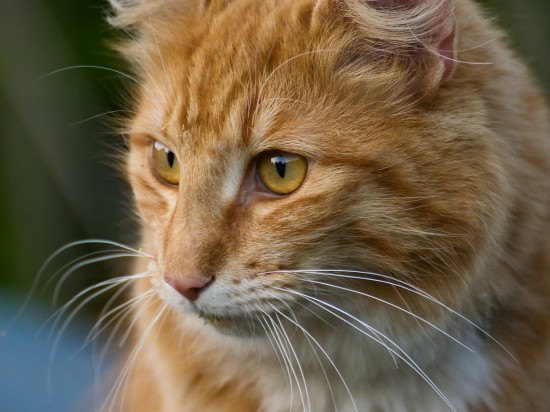 Podróż z kotem do weterynarza