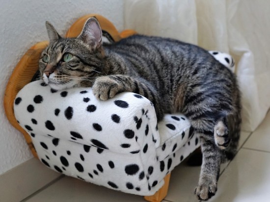 Wyjazdy - co zrobić z kotem