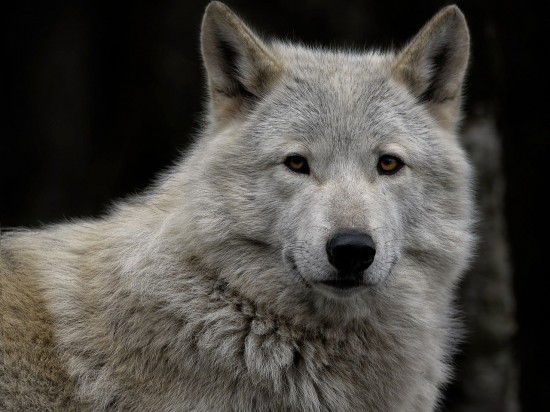 Czy wilki rozróżniają ludzkie głosy?