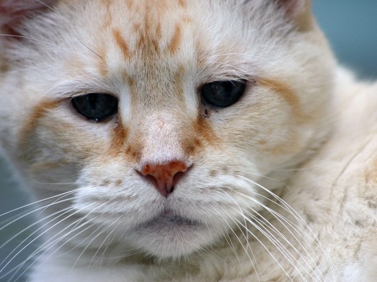 Zaburzenia poznawcze u kotów