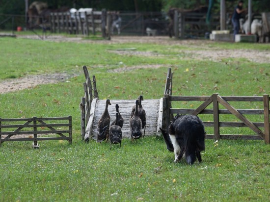 Inteligencja i potrzeby twojego psa