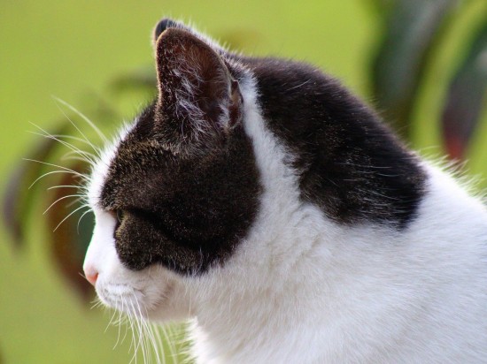 Zakażenia kotów wirusami grypy ptaków