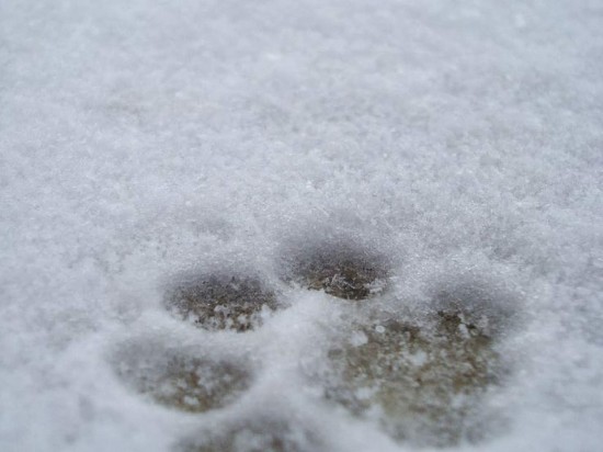 Jak dbać o psie łapki zimą