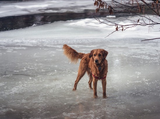 Powrót z zimowego spaceru