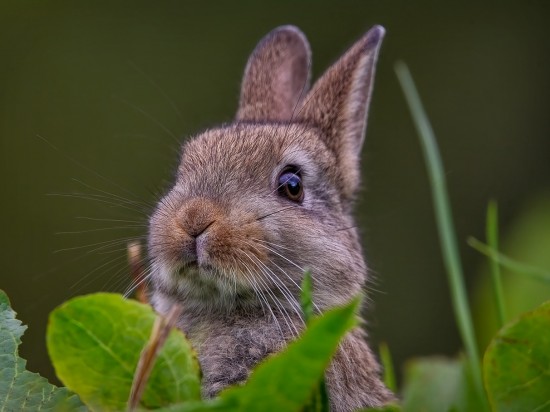 Żywienie młodego królika