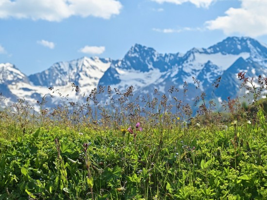 Zioła dla gryzoni <i class='mr-2 float-end fas fa-volume-up'></i>