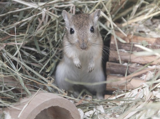Centrum adopcyjne dla gryzoni