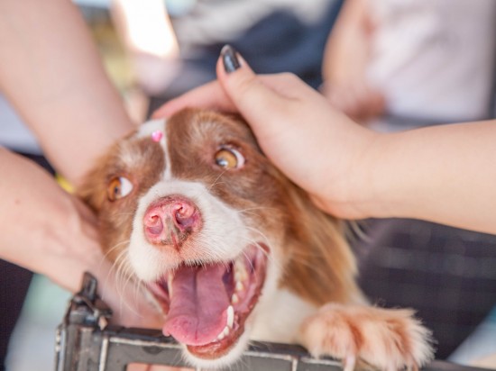 Emocje kontra fakty - aktywizm zwierzęcy