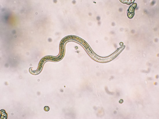 Odrobaczanie Szczecin