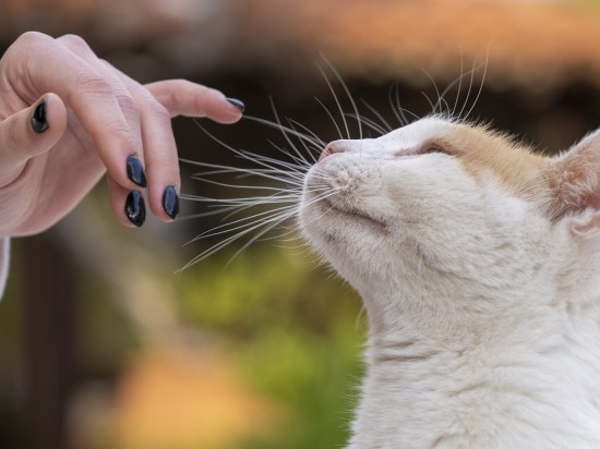 Czy koty nas kochają?