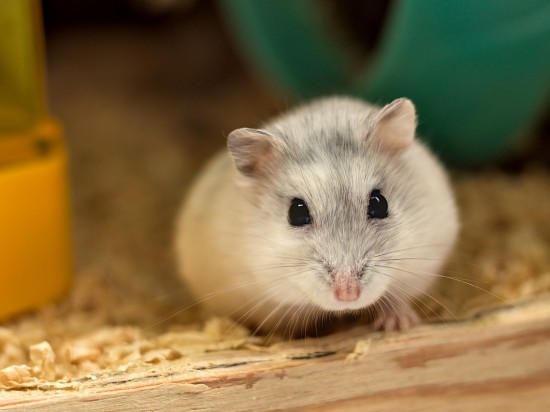 Warunki zwierząt w sklepach <i class='mr-2 float-end fas fa-volume-up'></i>